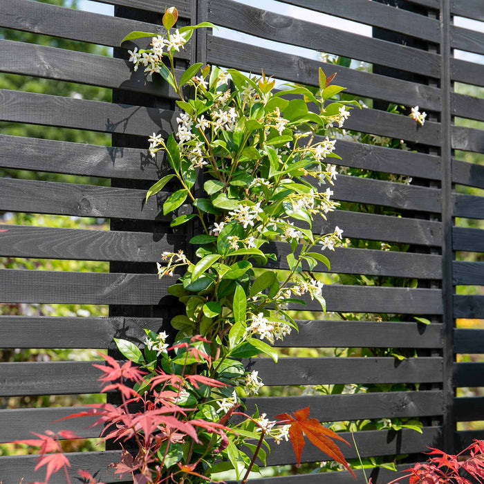 Star Jasmine