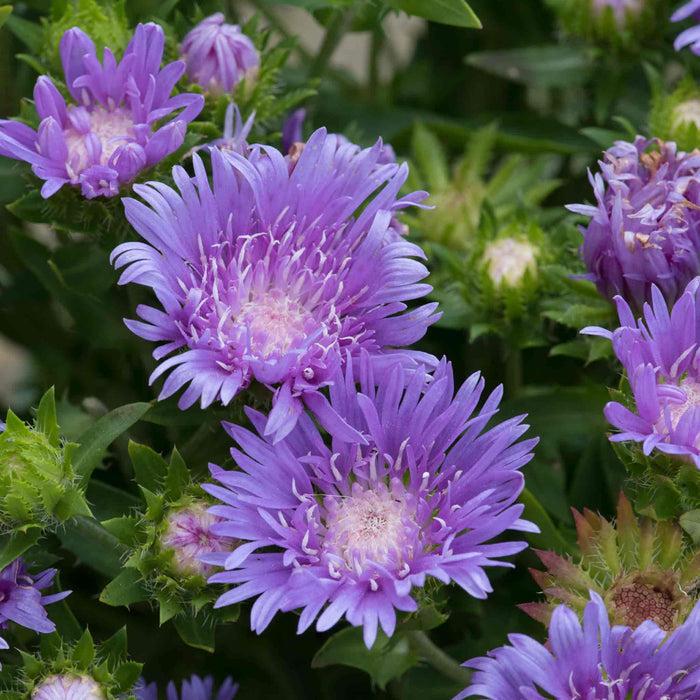 Stokesia 'Mels Blue'
