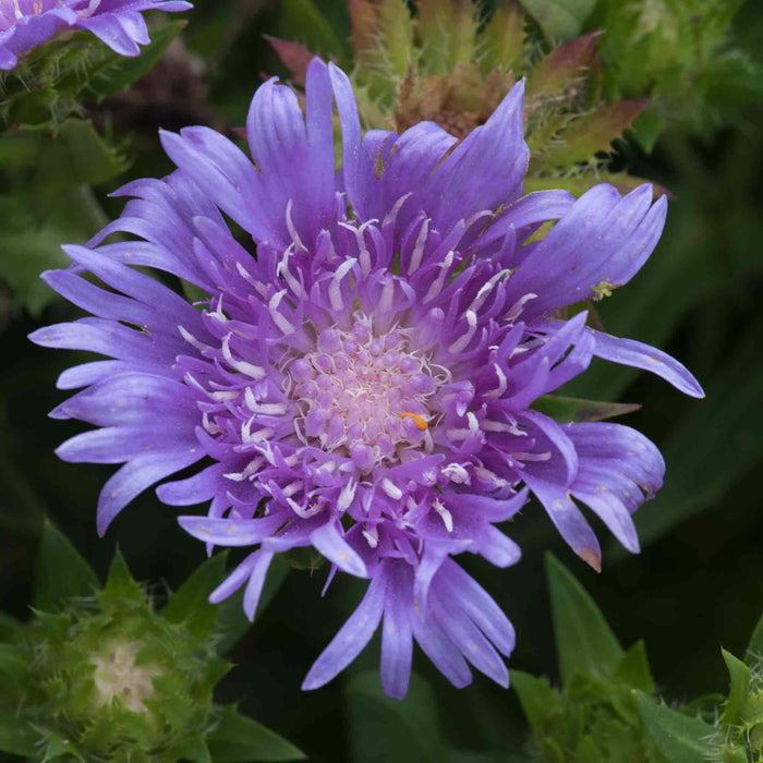 Stokesia 'Mels Blue'