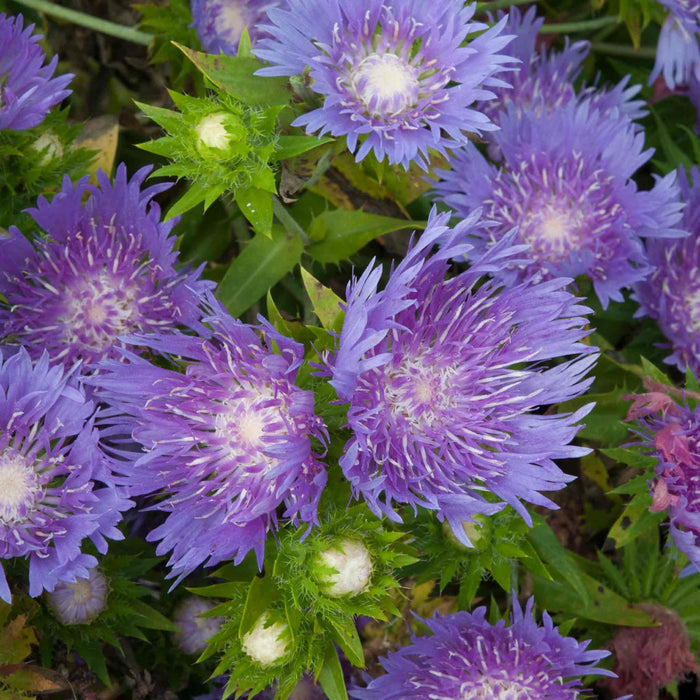 Stokesia 'Mels Blue'