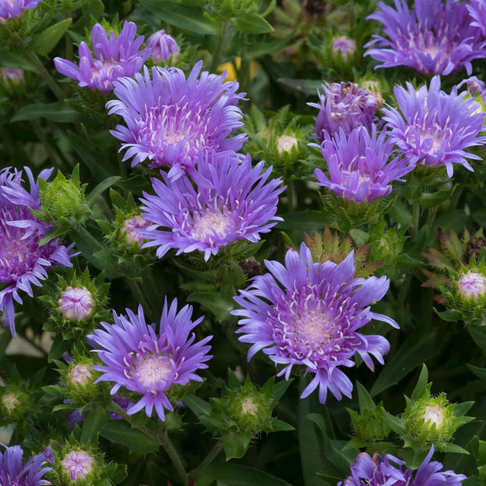 Stokesia 'Mels Blue'