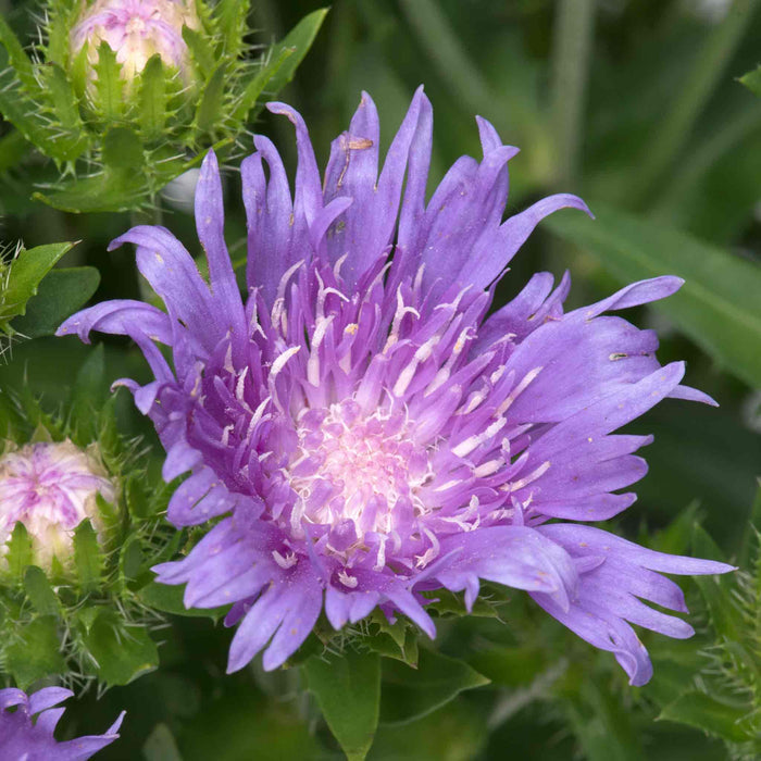 Stokesia 'Mels Blue'