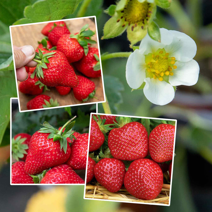 Strawberry 'All Season Space Saver' Collection