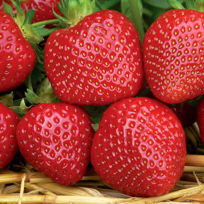 Strawberry 'All Season Space Saver' Collection