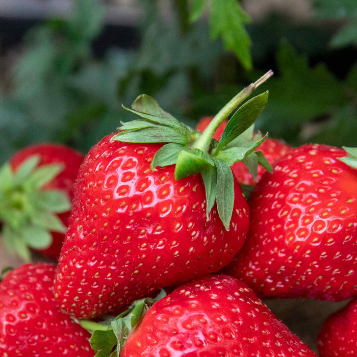 Strawberry 'All Season Space Saver' Collection