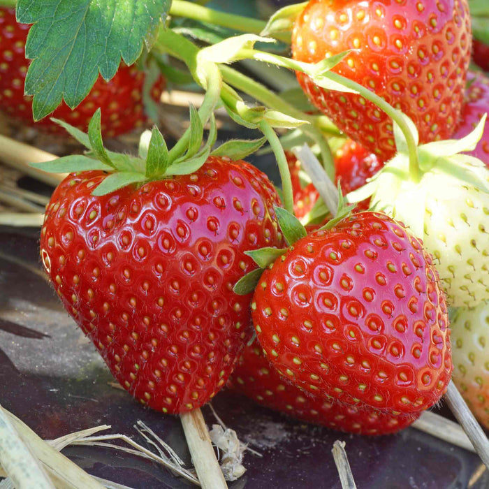Strawberry  'Allegro'