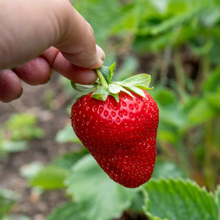 Strawberry  'Allegro'