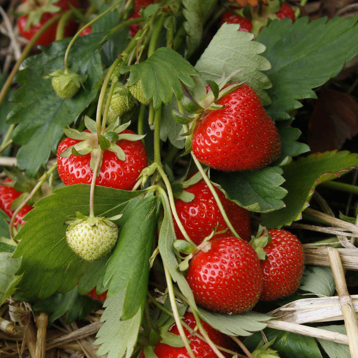 Strawberry 'Christine'