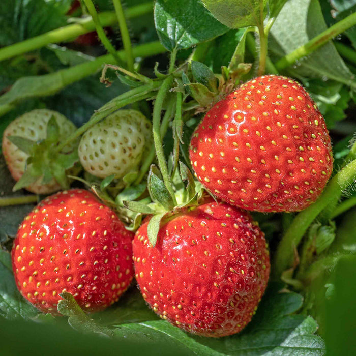 Strawberry 'Christine'