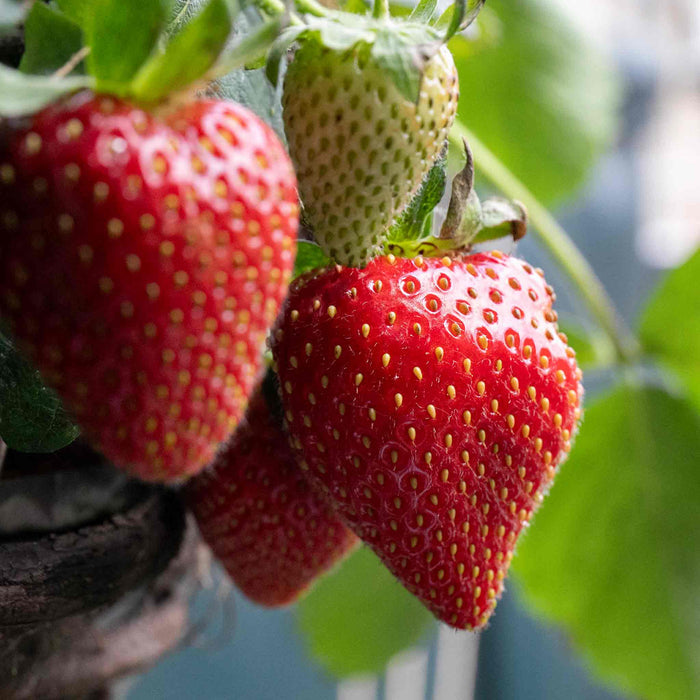 Strawberry 'Elsanta'