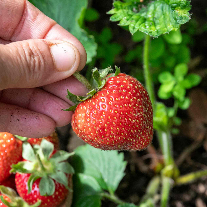 Strawberry 'Elsanta'