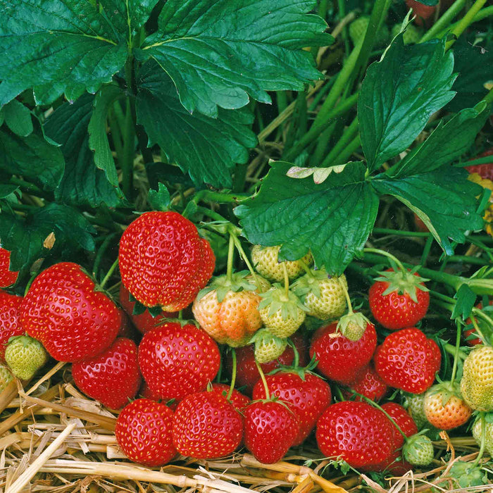 Strawberry 'Elsanta'