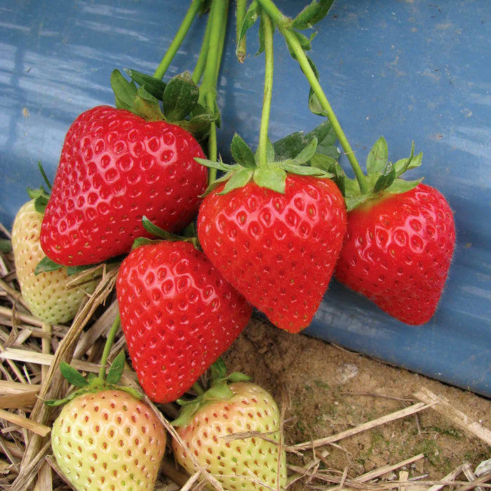 Strawberry 'Malling Centenary'