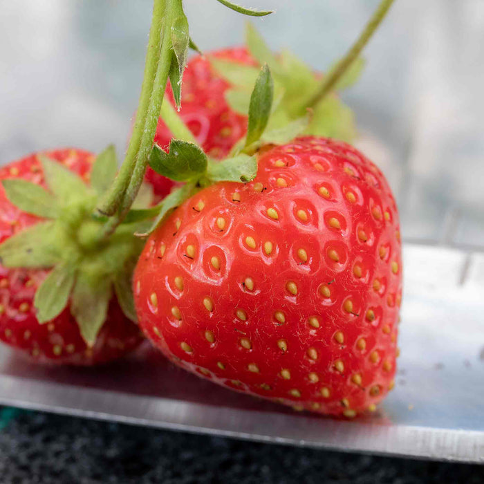 Strawberry 'Malling Centenary'
