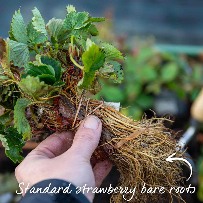 Strawberry 'Malling Centenary'