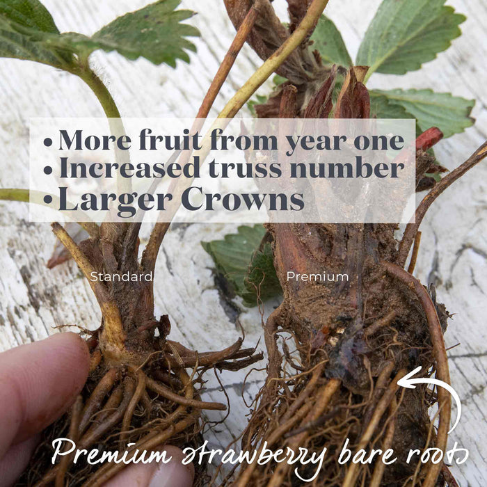 Strawberry 'Malling Centenary'
