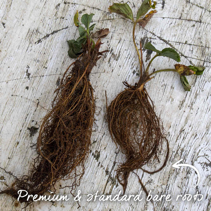 Strawberry 'Malling Centenary'