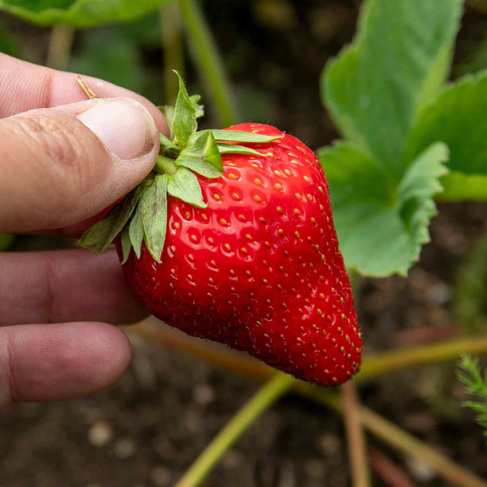 Strawberry 'Malwina'