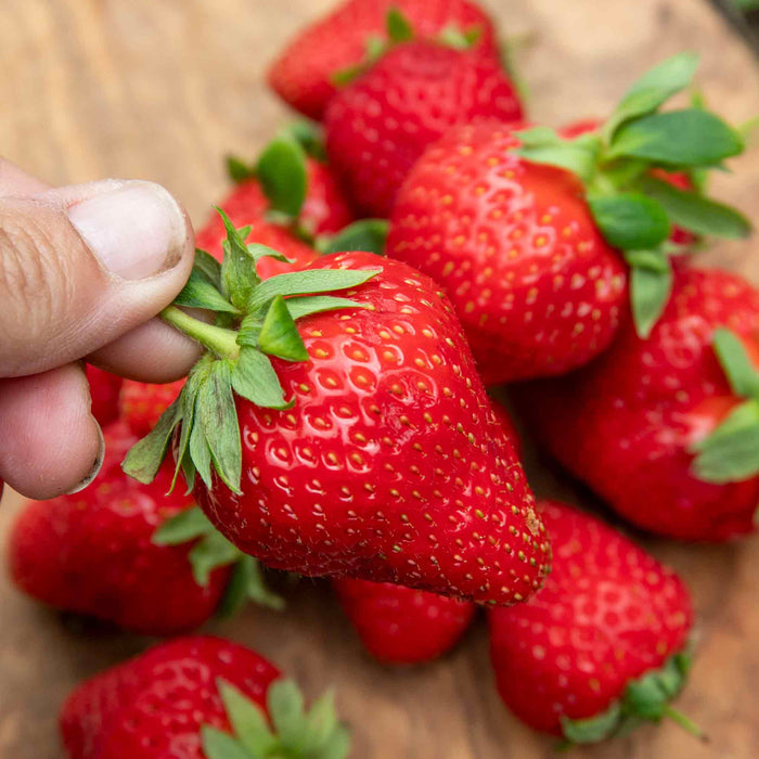 Strawberry 'Marshmello'