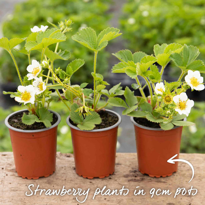 Strawberry 'Marshmello'