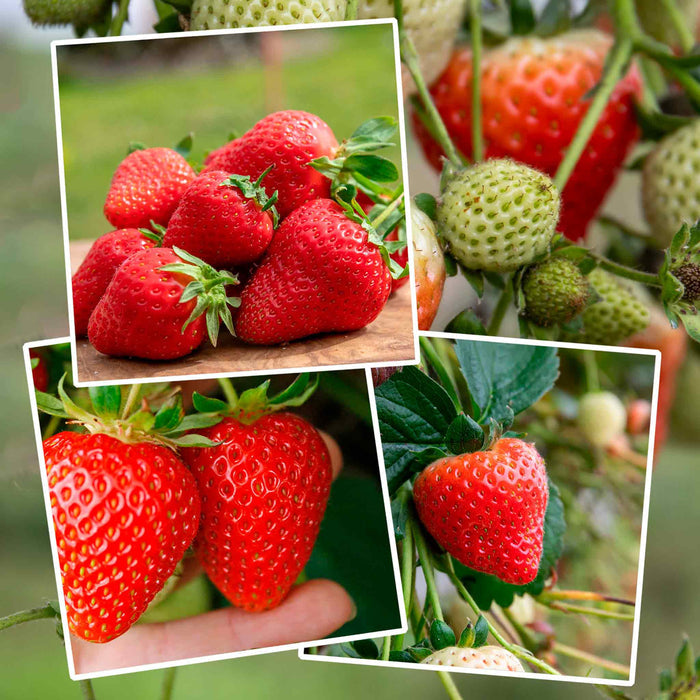 Strawberry 'Sweetest Tasting' Collection