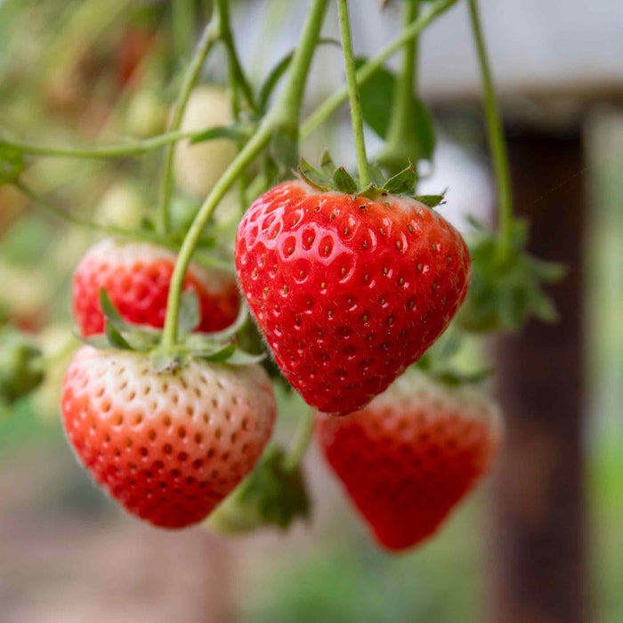 Strawberry 'Sweetest Tasting' Collection