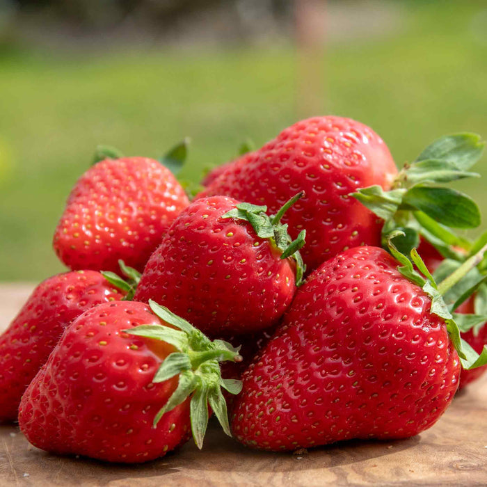 Strawberry 'Sweetest Tasting' Collection
