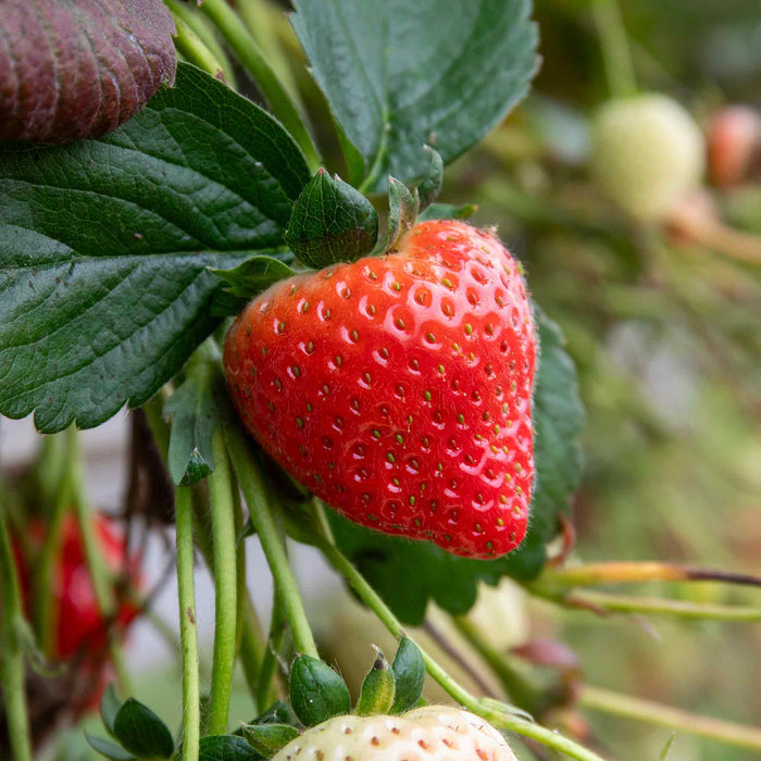 Strawberry 'Sweetest Tasting' Collection