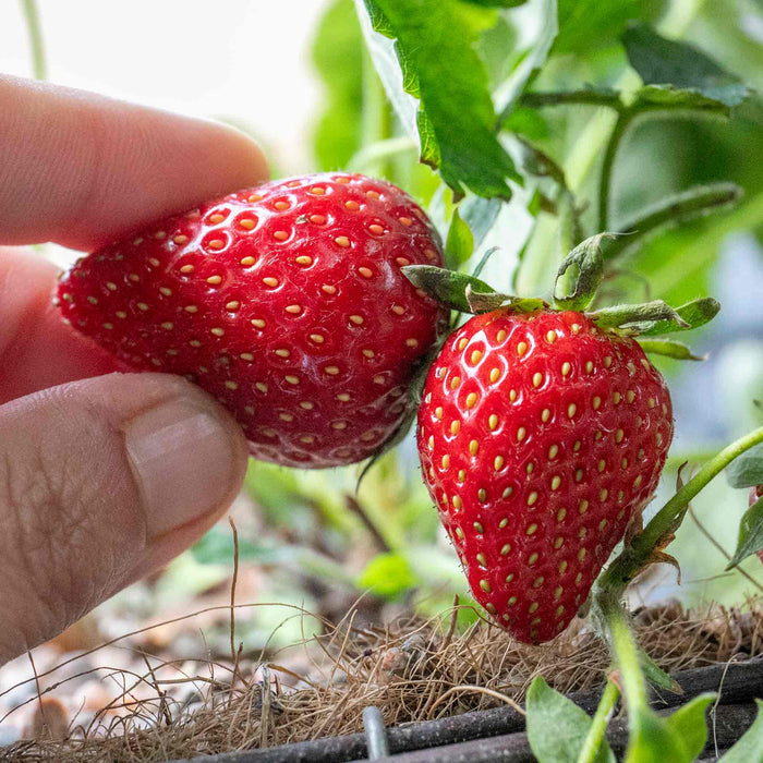 Strawberry 'Symphony'