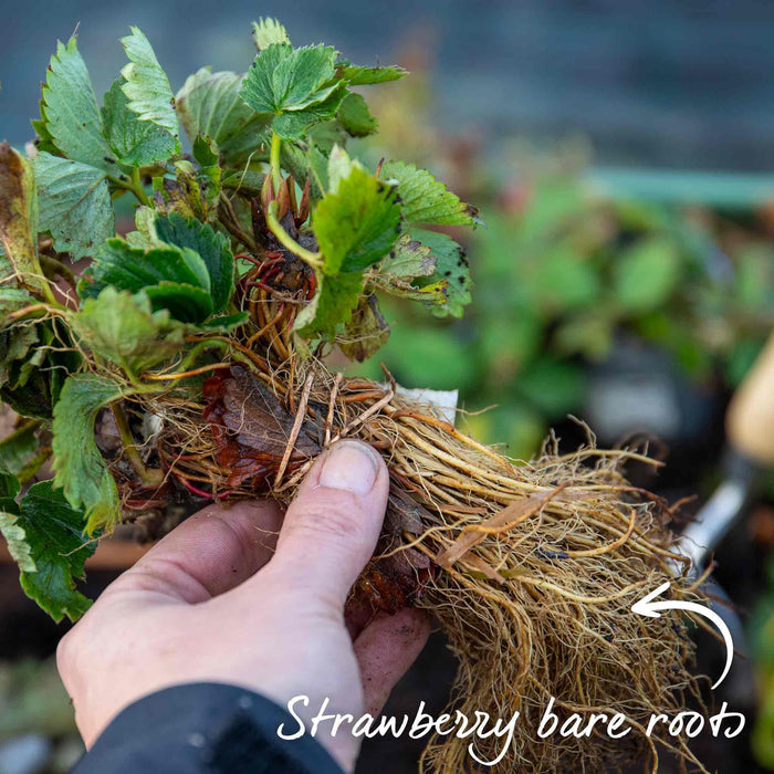 Strawberry 'Symphony'