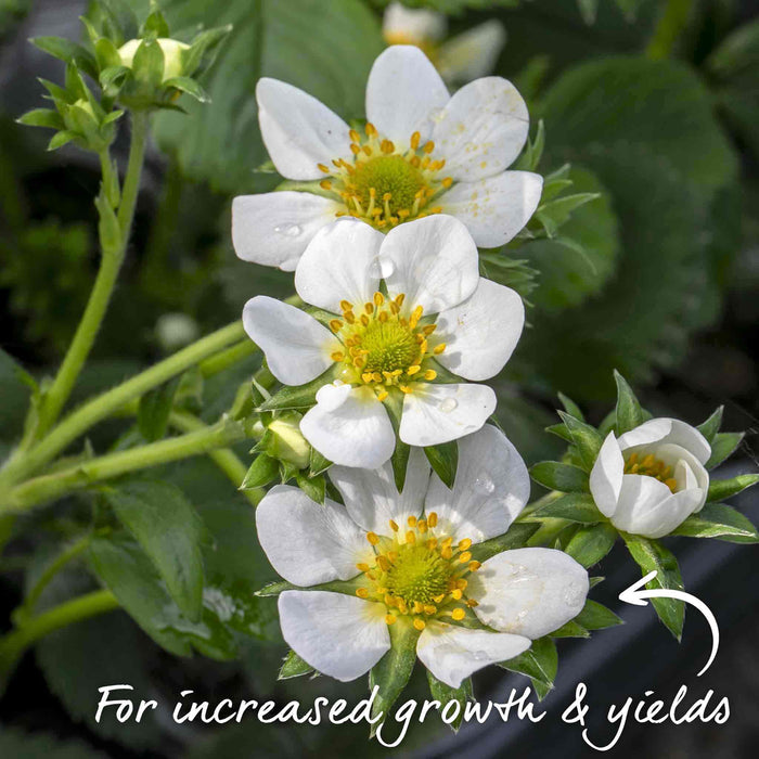 Strawberry 'Symphony'