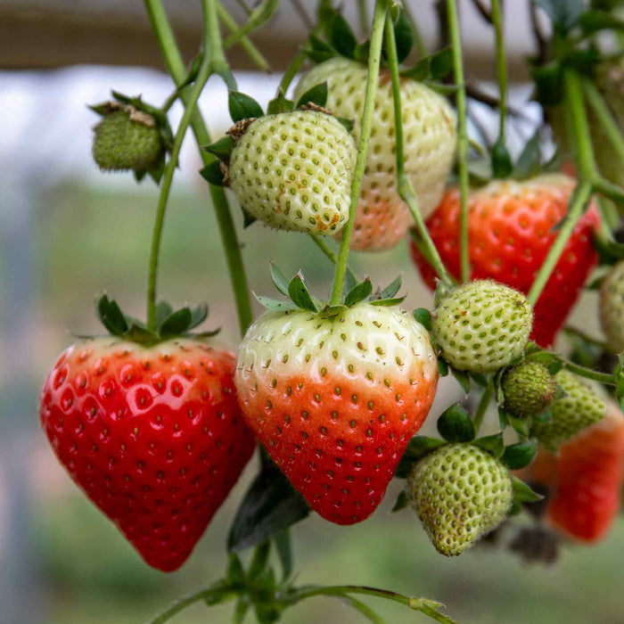 Strawberry 'Symphony'