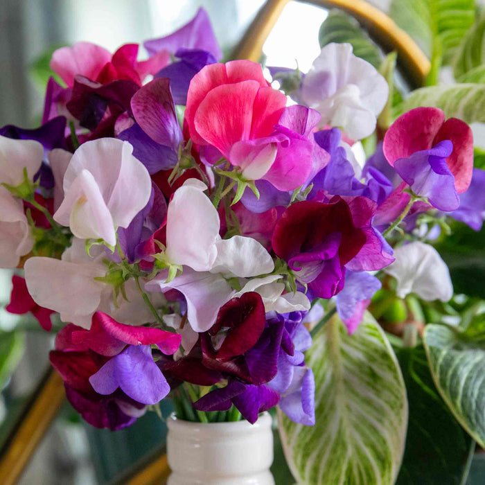 Sweet Pea Seeds 'Flower Arranger's Blend'