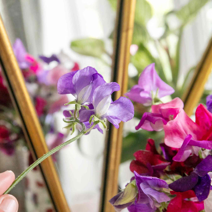 Sweet Pea Seeds 'Flower Arranger's Blend'