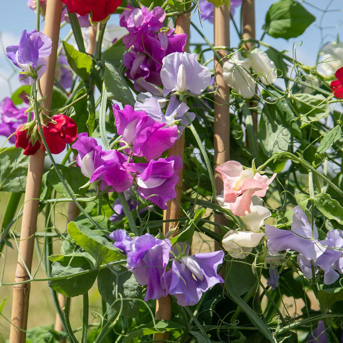 Sweet Pea Plant 'Flower Arranger's Blend' - 12 x Plug Plants