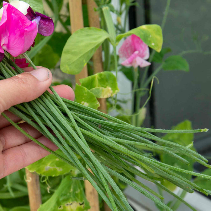Sweet Pea Seeds 'Flower Arranger's Blend'