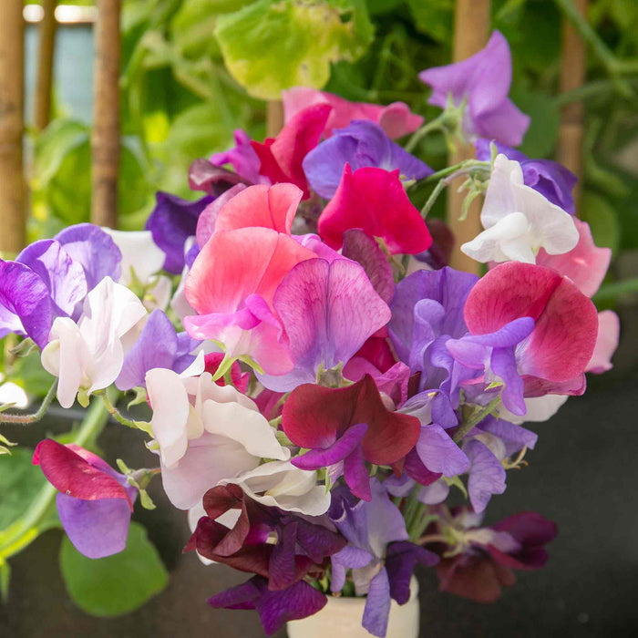 Sweet Pea Seeds 'Flower Arranger's Blend'