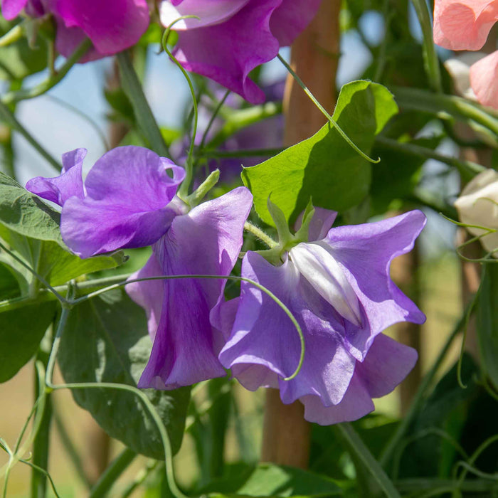 Sweet Pea Seeds 'Flower Arranger's Blend'