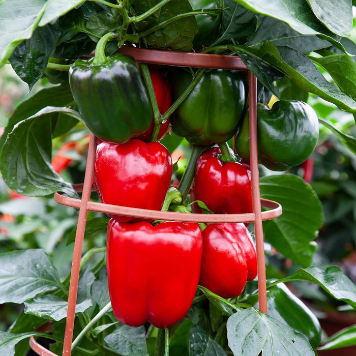 Sweet Pepper 'Big Ben'