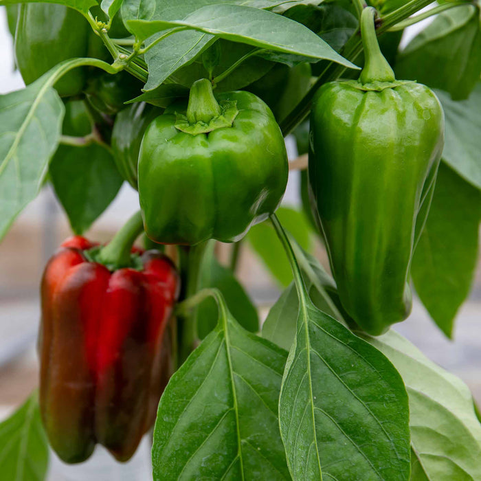 Sweet Pepper 'Big Ben'