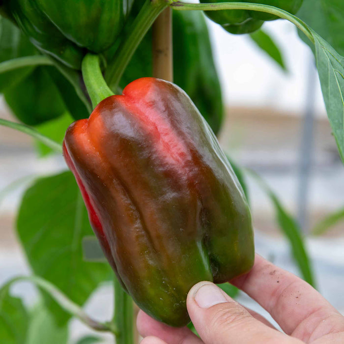 Sweet Pepper 'Big Ben'