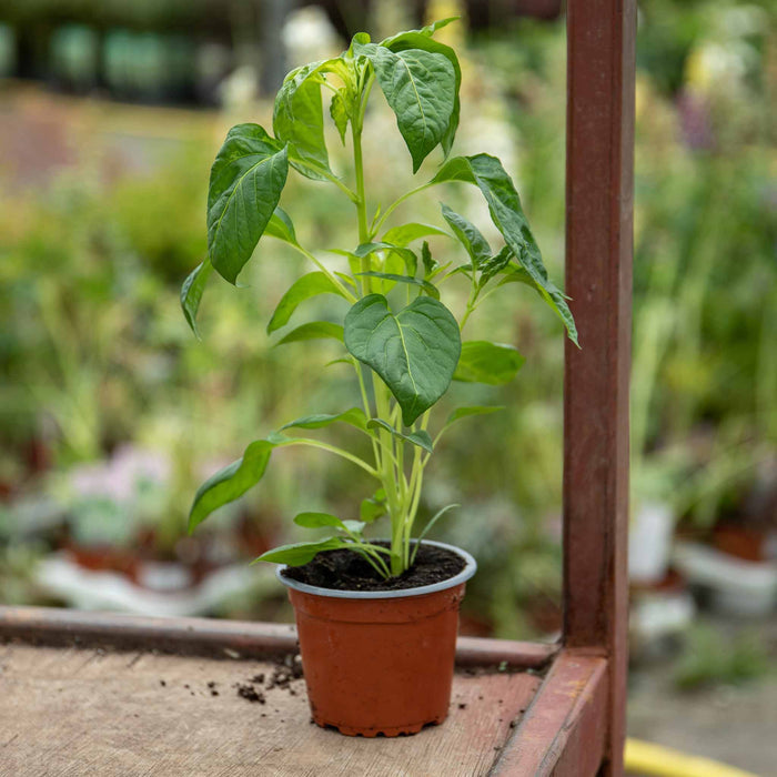 Sweet Pepper 'Big Ben'