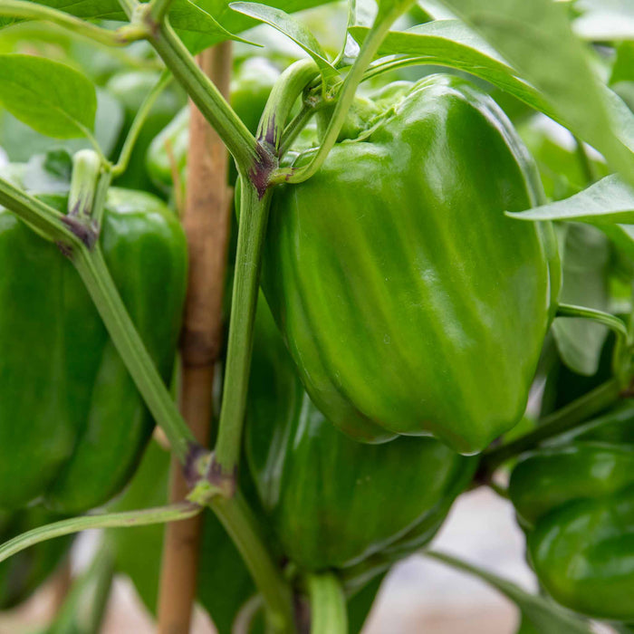 Sweet Pepper 'Big Ben'