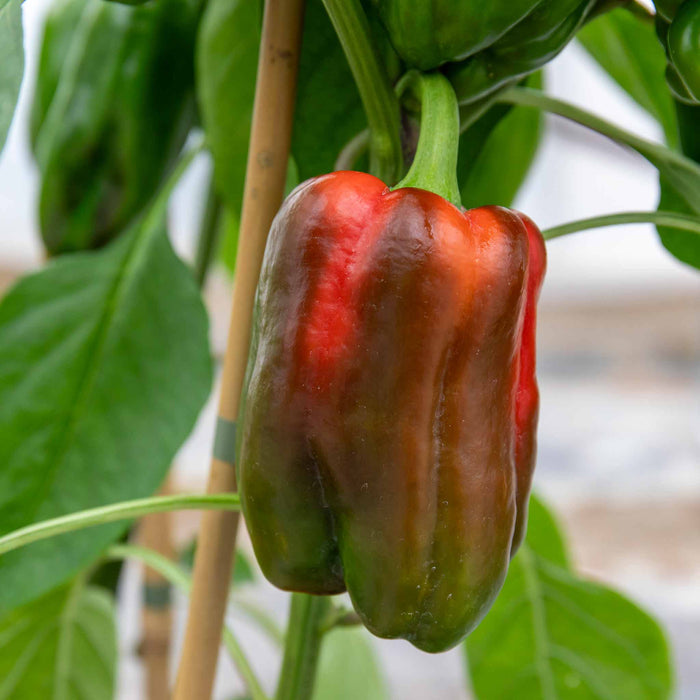Sweet Pepper 'Big Ben'