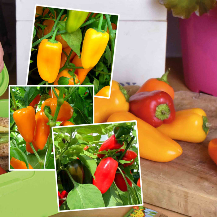 Sweet Pepper Collection 'Snackbite'