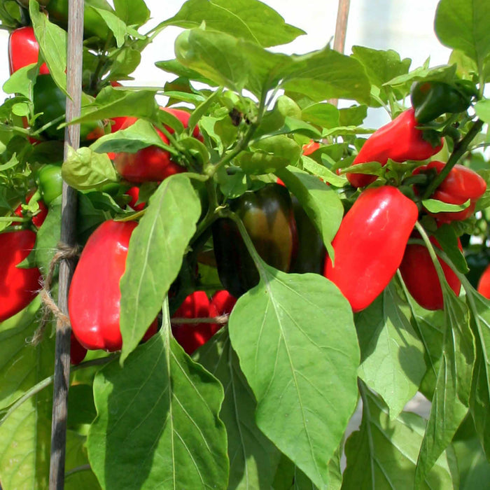 Sweet Pepper Collection 'Snackbite'