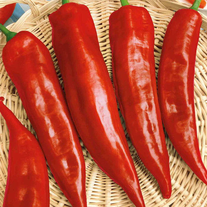 Sweet Pepper 'Corno Russo Bulls Horn'