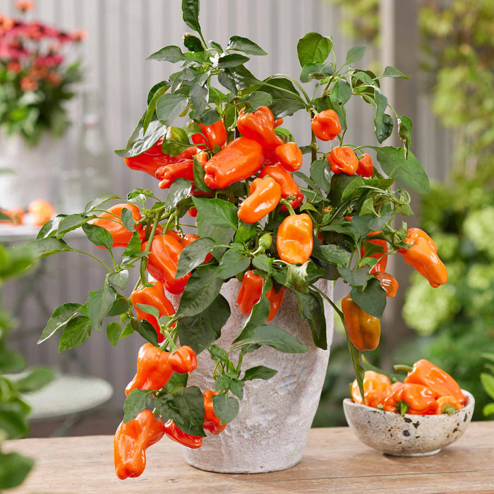 Sweet Pepper 'Peppers from Heaven Orange'