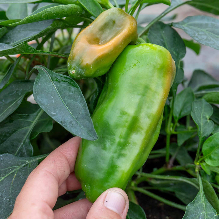 Sweet Pepper 'Peppers from Heaven Orange'