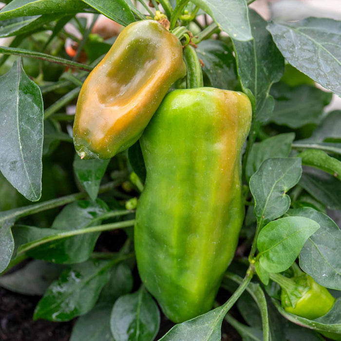 Sweet Pepper 'Peppers from Heaven Orange'